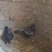 چندعددکفترنسل داروخوب بفروش میرسد|پرنده|سراوان, |دیوار