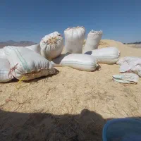 کاه گندم دیم تحویلی