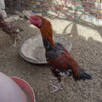 خروس لاری جوان