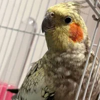 عروس هلندی ماده