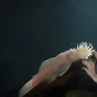 لجنخوار پزه بوته ای