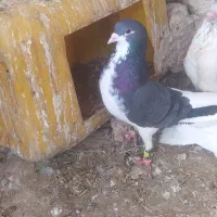 کبوتر شهری خوشرنگ