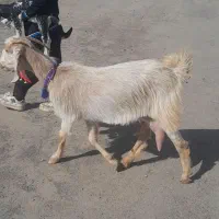 فروش یک بز دورگ سانن و پنج راس کولار پاکستانی