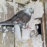 کفتر|پرنده|رباط‌کریم, شترخوار|دیوار