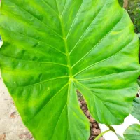 گل بابا آدم|گل و گیاه طبیعی|املش, |دیوار