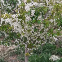 باغچه-با-درختان-مثمر-6ساله