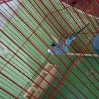 مرغ عشق|پرنده|مشکیندشت, |دیوار