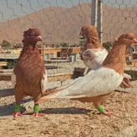 کفتر سینه  زرد سرخ هوی|پرنده|شیراز, آزادگان|دیوار