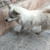 سگ دورگه ژرمن پامر پا کوتاه