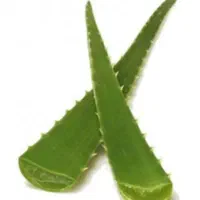 برگ گیاه آلوورا یک برگ