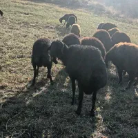 قوچ جوان نژاد دار یک ساله|حیوانات مزرعه|میانه, |دیوار