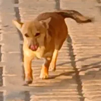 گمشده|سگ|گنبد کاووس, |دیوار