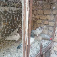 چهار تا نر کفتر  خوب درجه یک پرشی وسالم فروشی|پرنده|بافق, |دیوار
