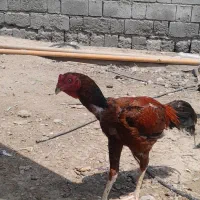 خروس لاری رودان کهنشوییه|حیوانات مزرعه|بیکاه, |دیوار