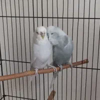 مرغ عشق انگلیسی مولد|پرنده|تهران, فلاح|دیوار