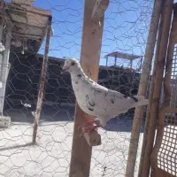 گمشده کبوتر