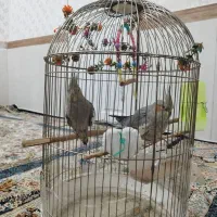 طوطی عروس هلندی