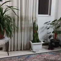شاهین شهر