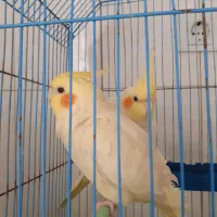 عروس هلندی