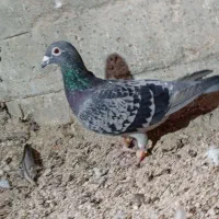 کبوتر پلاک عراق 2018