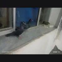 چهار عدد کبوتر معاوضه با کبوتر پرش سنگین|پرنده|اهر, |دیوار