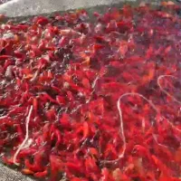 پخش ماهی و تنگ در یزد به قیمت شمال