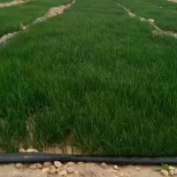 پته پیاز (نشا پیاز)