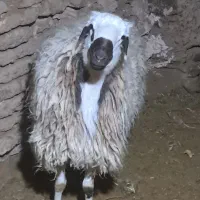 بره و شیشک|حیوانات مزرعه|سبزوار, قصبه شرقی|دیوار