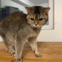 گربه بریتیش گلد و سیلور