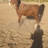 مادیان اصیل کردی رقاص|اسب و تجهیزات اسب‌سواری|خرم‌آباد, |دیوار