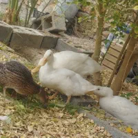 فروش اردک|پرنده|ایرانشهر, |دیوار