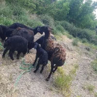 ۶راس میش با۸بره