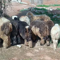 بره پرواری و بره قوچی