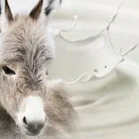 شیر الاغ