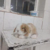 بچه خرگوش لوپ اصل