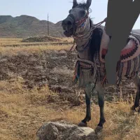 مادیان و کره اسب