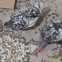 مرغ و خروس مینیاتوری|پرنده|اسلامشهر, ده عباس|دیوار