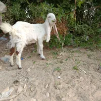 بز کهره گلابی نر