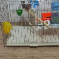 فنچ نر مثل قناری میخونه