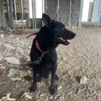 ژرمن بلک|سگ|اصفهان, دنارت|دیوار