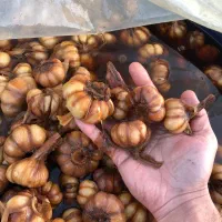 فروش عمده محصولات زیتون طارم|خوردنی و آشامیدنی|آمل, |دیوار