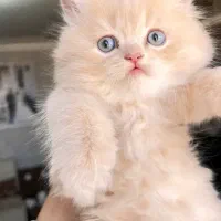 گربه اشرافی