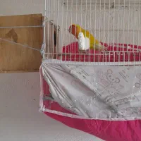 طوطی برزیلی ماده(مولد)