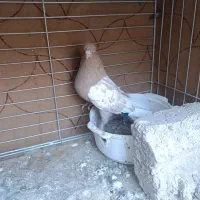 نر سینه زرد|پرنده|مبارکه, |دیوار