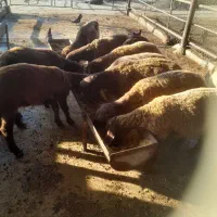 بره|حیوانات مزرعه|گرگان, |دیوار