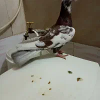 کبوتر هوای نر ۲۰۰|پرنده|شیراز, کوشک میدان|دیوار