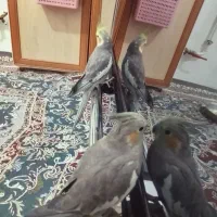 عروس هلندی مولد