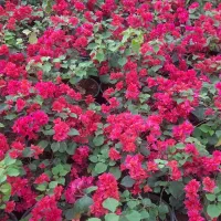 گل کاغذی|گل و گیاه طبیعی|آستانه اشرفیه, |دیوار