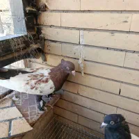 کفتر سینه ای|پرنده|کرمان, |دیوار