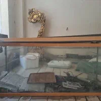 آکواریوم خارجی شیشه ۱۰میلی منحنی سالم